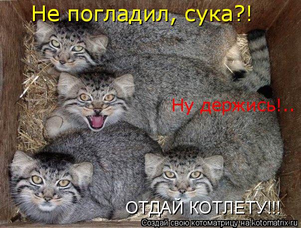 Не погладил, сука?! Ну держись!.. ОТДАЙ КОТЛЕТУ!!!... Котоматрица: Не погладил, сука?! Ну держись!.. ОТДАЙ КОТЛЕТУ!!!