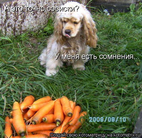 А это точно сосиски? У меня есть сомнения...... Котоматрица: А это точно сосиски? У меня есть сомнения...