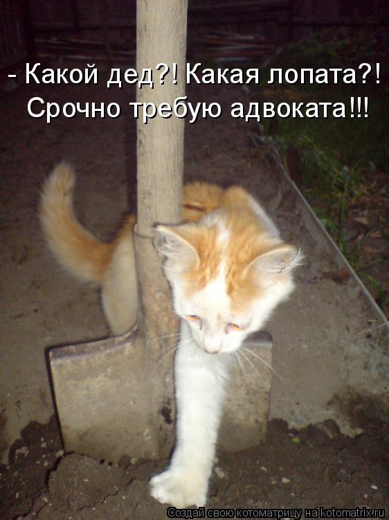 - Какой дед?! Какая лопата?! Срочно требую адвоката!!!... Котоматрица: - Какой дед?! Какая лопата?! Срочно требую адвоката!!!