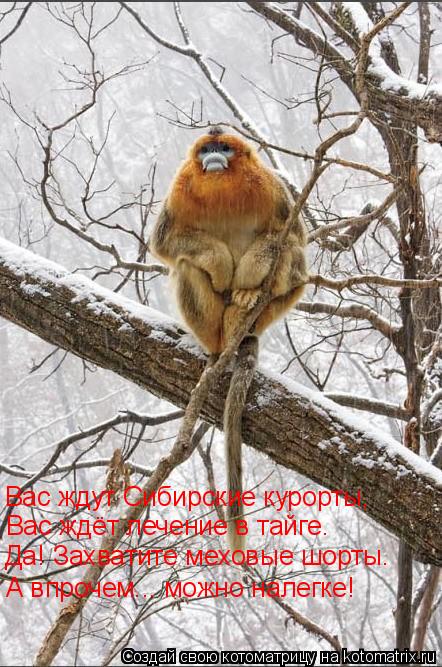 Вас ждут Сибирские курорты, Вас ждёт лечение в тайге. Да! Захватите меховые шорты. А впрочем... можн... Котоматрица: Вас ждут Сибирские курорты, Вас ждёт лечение в тайге. Да! Захватите меховые шорты. А впрочем... можно налегке!