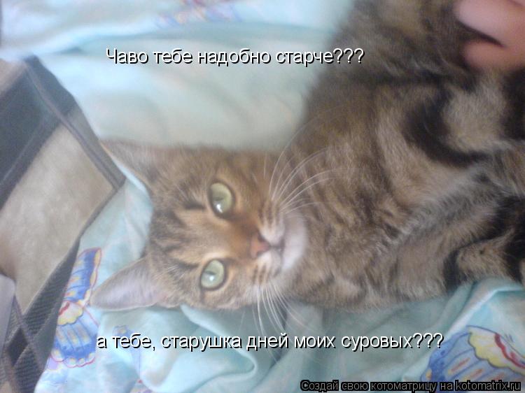 Чаво тебе надобно старче??? а тебе, старушка дней моих суровых???... Котоматрица: Чаво тебе надобно старче??? а тебе, старушка дней моих суровых???