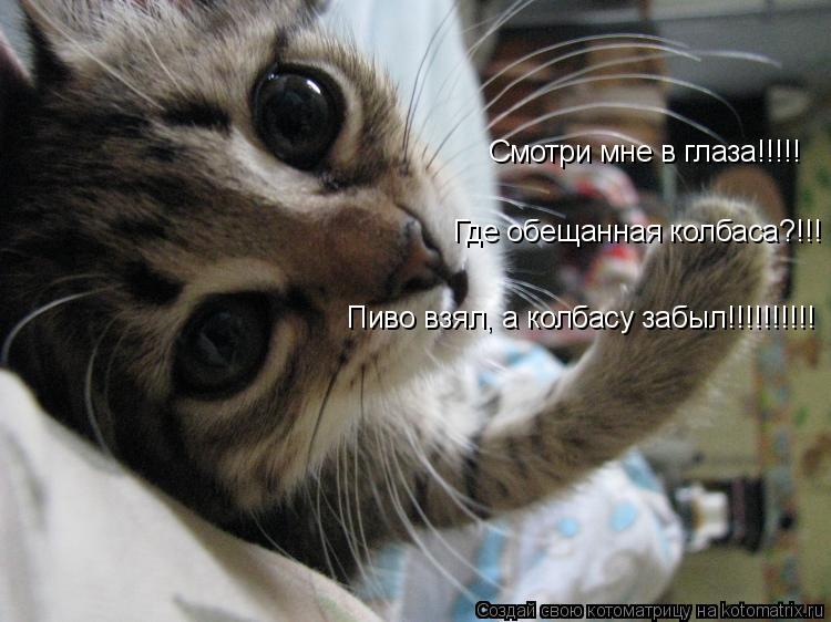 Смотри мне в глаза!!!!! Где обещанная колбаса?!!! Пиво взял, а колбасу забыл!!!!!!!!!!... Котоматрица: Смотри мне в глаза!!!!! Где обещанная колбаса?!!! Пиво взял, а колбасу забыл!!!!!!!!!!