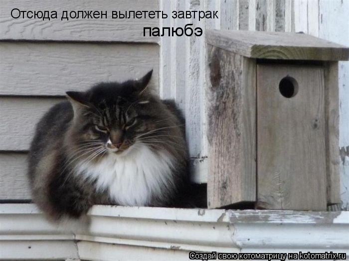 Отсюда должен вылететь завтрак палюбэ... Котоматрица: Отсюда должен вылететь завтрак палюбэ