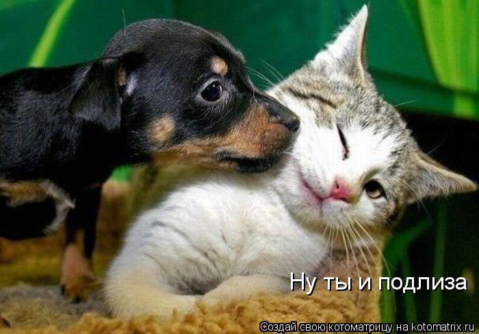 Ну ты и подлиза... Котоматрица: Ну ты и подлиза