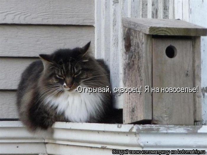 Котоматрица: -Открывай, скворец! Я на новоселье!
