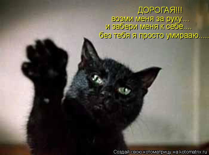 Котоматрица: ДОРОГАЯ!!! возми меня за руку.... и забери меня к себе.... без тебя я просто умирааю.......