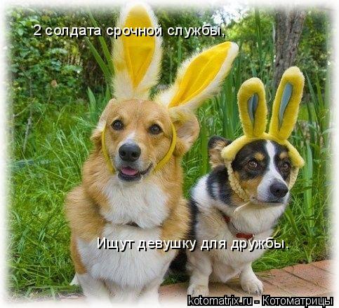 Котоматрица: 2 солдата срочной службы,  Ищут девушку для дружбы.