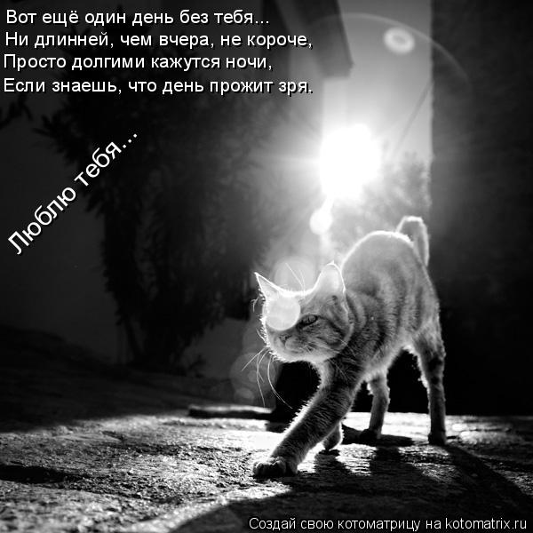 Котоматрица: Вот ещё один день без тебя... Ни длинней, чем вчера, не короче, Просто долгими кажутся ночи, Если знаешь, что день прожит зря. Люблю тебя...