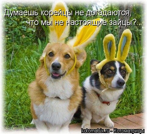 Котоматрица: Думаешь корейцы не догадаются, что мы не настоящие зайцы?..
