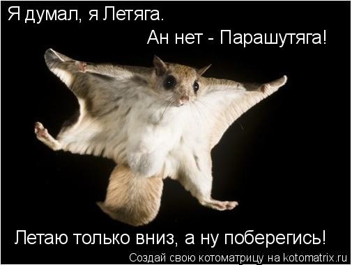 Котоматрица: Летаю только вниз, а ну поберегись! Я думал, я Летяга.  Ан нет - Парашутяга!
