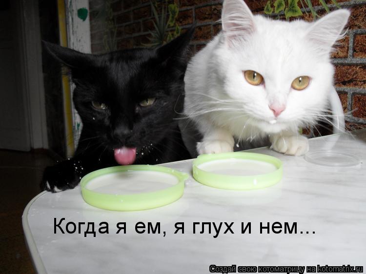 Когда я ем, я глух и нем...... Котоматрица: Когда я ем, я глух и нем...