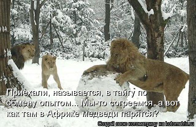 Котоматрица: Приехали, называется, в тайгу по  обмену опытом... Мы-то согреемся, а вот  как там в Африке медведи парятся?