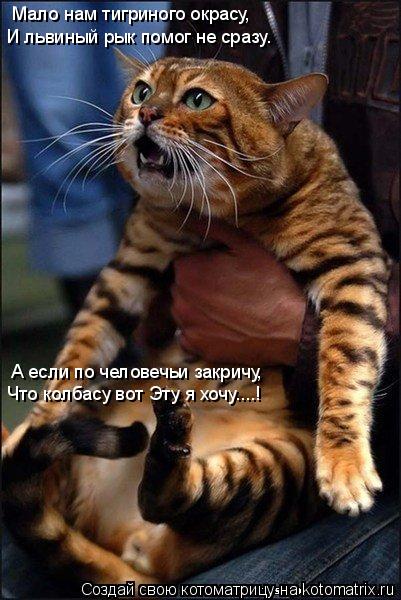 Мало нам тигриного окрасу, И львиный рык помог не сразу. А если по человечьи закричу, Что колбасу вот... Котоматрица: Мало нам тигриного окрасу, И львиный рык помог не сразу. А если по человечьи закричу, Что колбасу вот Эту я хочу....!