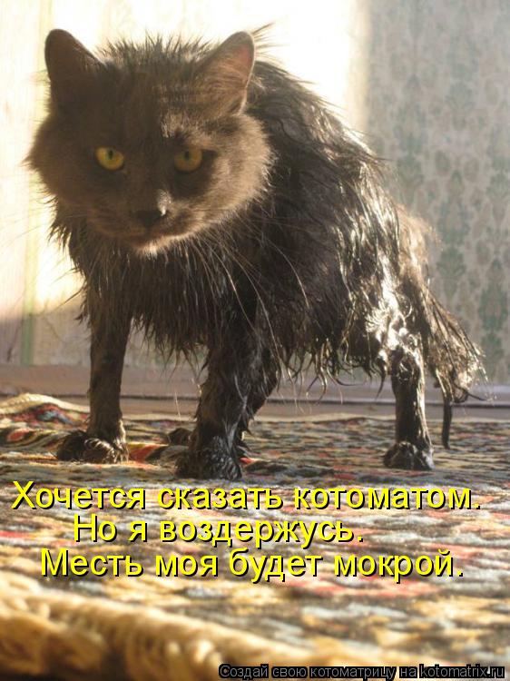 Хочется сказать котоматом. Но я воздержусь. Месть моя будет мокрой.... Котоматрица: Хочется сказать котоматом. Но я воздержусь. Месть моя будет мокрой.