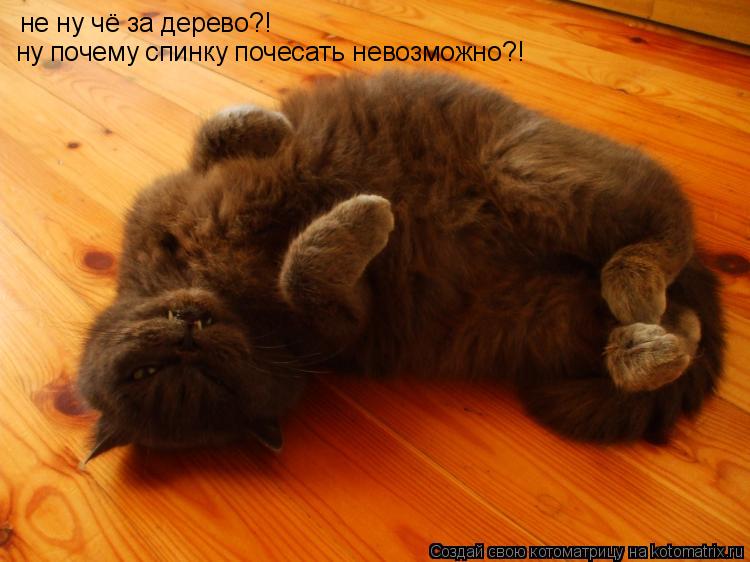 не ну чё за дерево?! ну почему спинку почесать невозможно?!... Котоматрица: не ну чё за дерево?! ну почему спинку почесать невозможно?!