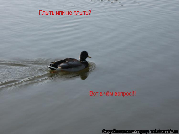 Плыть или не плыть? Вот в чём вопрос!!!... Котоматрица: Плыть или не плыть? Вот в чём вопрос!!!