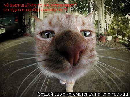 чё зыришь?что то не устраивает? селёдка и колбаса моя!усёк?!... Котоматрица: чё зыришь?что то не устраивает? селёдка и колбаса моя!усёк?!