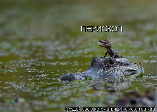 Котоматрица: ПЕРИСКОП