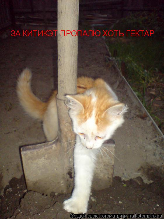 ЗА КИТИКЭТ ПРОПАЛЮ ХОТЬ ГЕКТАР... Котоматрица: ЗА КИТИКЭТ ПРОПАЛЮ ХОТЬ ГЕКТАР