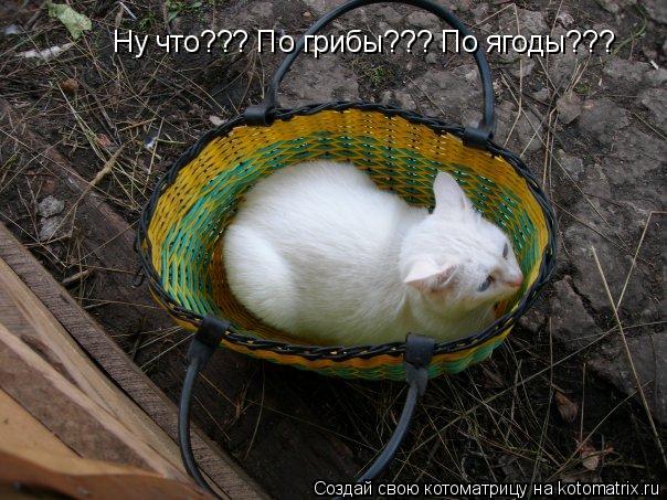 Ну что??? По грибы??? По ягоды???... Котоматрица: Ну что??? По грибы??? По ягоды???