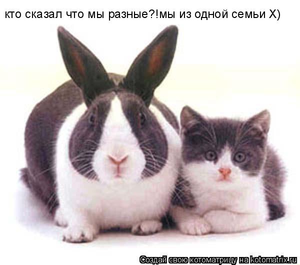кто сказал что мы разные?!мы из одной семьи Х)... Котоматрица: кто сказал что мы разные?!мы из одной семьи Х)