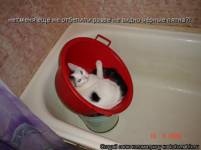 нет.меня ещё не отбелили.разве не видно чёрные пятна?!... Котоматрица: нет.меня ещё не отбелили.разве не видно чёрные пятна?!