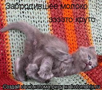 ээээто круто Забродившее молоко....... Котоматрица: ээээто круто Забродившее молоко....