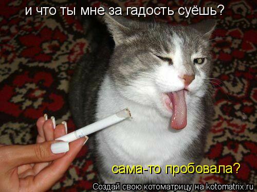и что ты мне за гадость суёшь? сама-то пробовала?... Котоматрица: и что ты мне за гадость суёшь? сама-то пробовала?