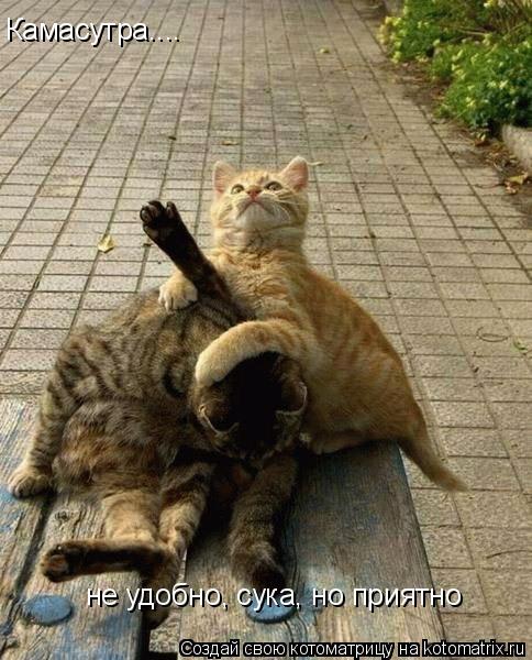 Камасутра.... не удобно, сука, но приятно... Котоматрица: Камасутра.... не удобно, сука, но приятно