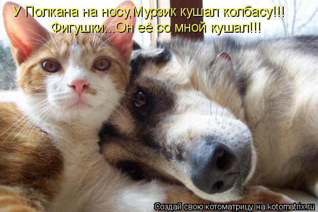 У Полкана на носу,Мурзик кушал колбасу!!! Фигушки...Он её со мной кушал!!!... Котоматрица: У Полкана на носу,Мурзик кушал колбасу!!! Фигушки...Он её со мной кушал!!!