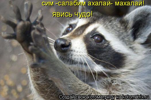 явись чудо! сим -салабим ахалай- махалай!... Котоматрица: явись чудо! сим -салабим ахалай- махалай!