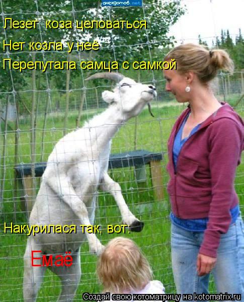 Котоматрица: Лезет  коза целоваться Нет козла у неё Перепутала самца с самкой Накурилася так, вот: Емаё