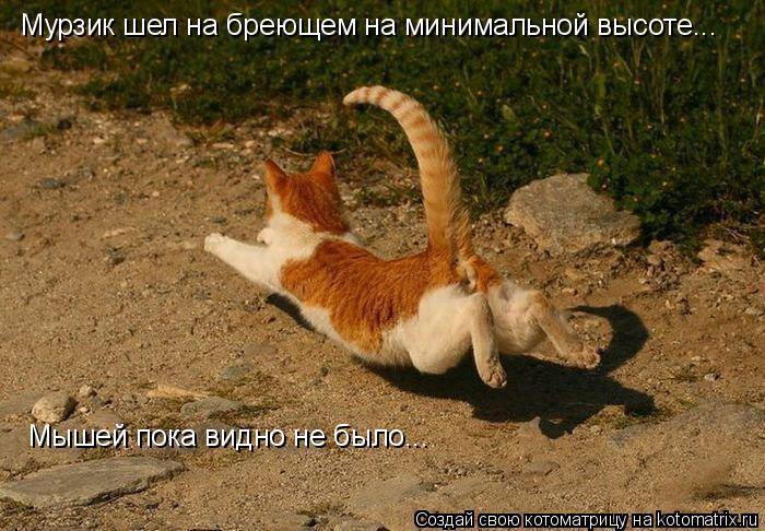 Котоматрица: Мурзик шел на бреющем на минимальной высоте... Мышей пока видно не было...