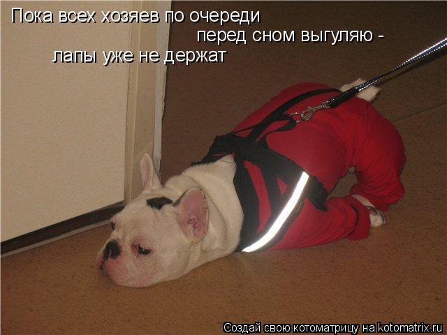 Пока всех хозяев по очереди перед сном выгуляю - лапы уже не держат... Котоматрица: Пока всех хозяев по очереди перед сном выгуляю - лапы уже не держат