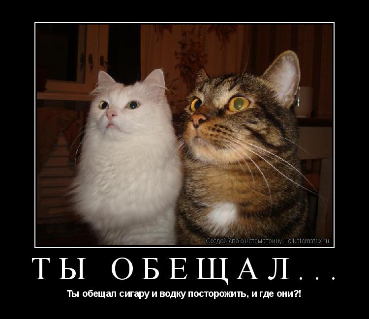 Ты обещал... Ты обещал сигару и водку посторожить, и где они?!... Котоматрица: Ты обещал... Ты обещал сигару и водку посторожить, и где они?!