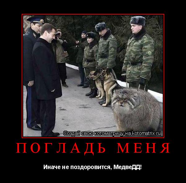Погладь меня Иначе не поздоровится, МедвеДД!... Котоматрица: Погладь меня Иначе не поздоровится, МедвеДД!