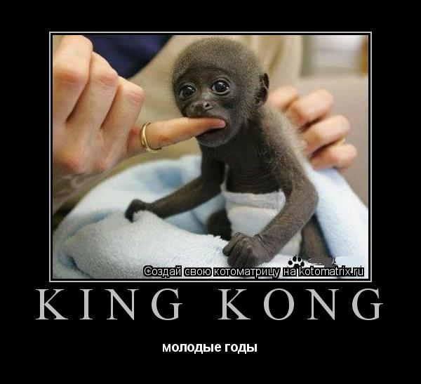king kong молодые годы... Котоматрица: king kong молодые годы
