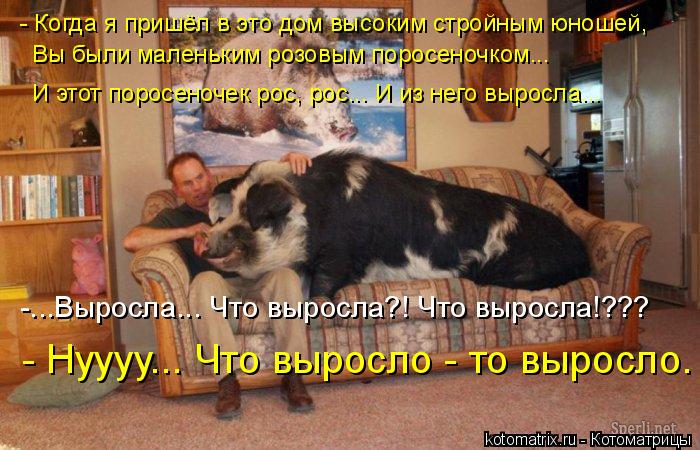 - Когда я пришёл в это дом высоким стройным юношей, Вы были маленьким розовым поросеночком... И этот ... Котоматрица: - Когда я пришёл в это дом высоким стройным юношей, Вы были маленьким розовым поросеночком... И этот поросеночек рос, рос... И из него выросла...