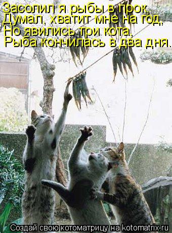 Котоматрица: Засолил я рыбы в прок, Думал, хватит мне на год, Но явились три кота, Рыба кончилась в два дня...