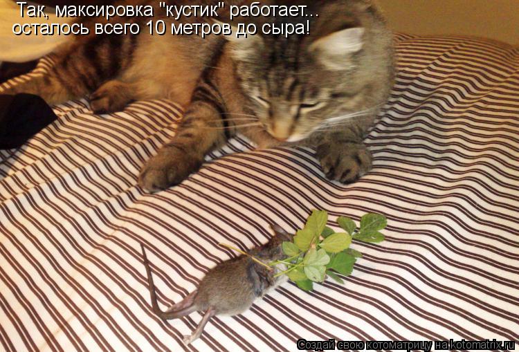 Так, максировка "кустик" работает... осталось всего 10 метров до сыра!... Котоматрица: Так, максировка "кустик" работает... осталось всего 10 метров до сыра!