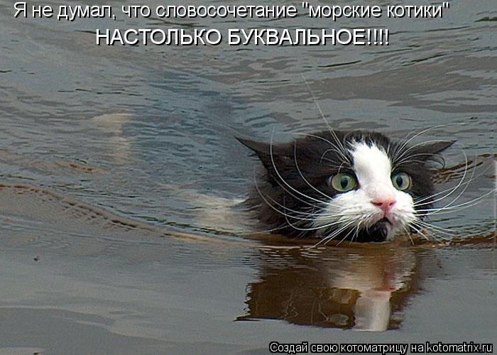 Я не думал, что словосочетание "морские котики" НАСТОЛЬКО БУКВАЛЬНОЕ!!!!... Котоматрица: Я не думал, что словосочетание "морские котики" НАСТОЛЬКО БУКВАЛЬНОЕ!!!!