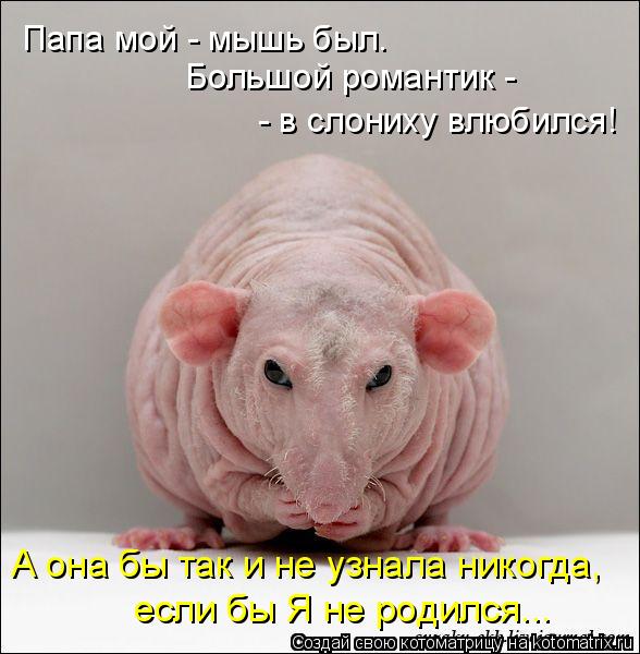 Папа мой - мышь был. Большой романтик - - в слониху влюбился! А она бы так и не узнала никогда, есл... Котоматрица: Папа мой - мышь был. Большой романтик - - в слониху влюбился! А она бы так и не узнала никогда, если бы Я не родился...
