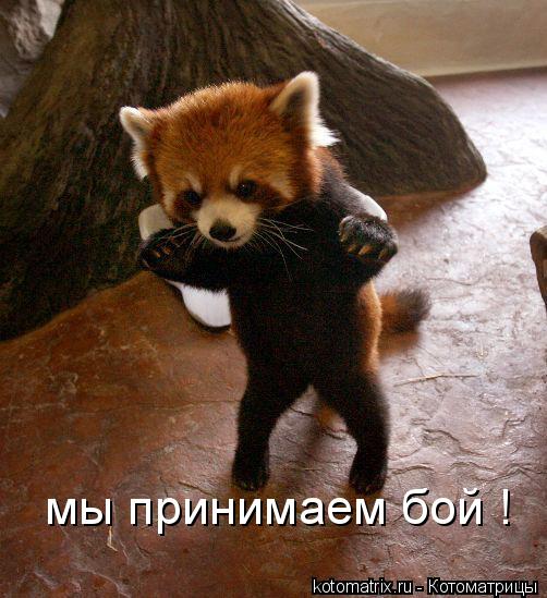 мы принимаем бой !... Котоматрица: мы принимаем бой !