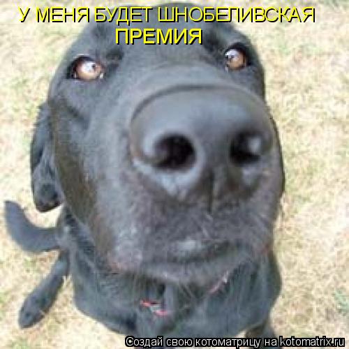 У МЕНЯ БУДЕТ ШНОБЕЛИВСКАЯ ПРЕМИЯ... Котоматрица: У МЕНЯ БУДЕТ ШНОБЕЛИВСКАЯ ПРЕМИЯ
