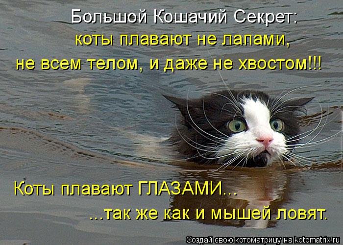 Котоматрица: коты плавают не лапами,  не всем телом, и даже не хвостом!!! Коты плавают ГЛАЗАМИ... Большой Кошачий Секрет: ...так же как и мышей ловят.