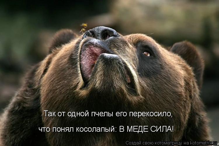 Котоматрица: Так от одной пчелы его перекосило,  что понял косолапый: В МЕДЕ СИЛА!