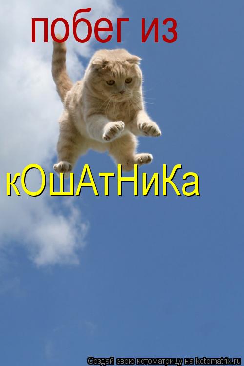 побег из кОшАтНиКа... Котоматрица: побег из кОшАтНиКа