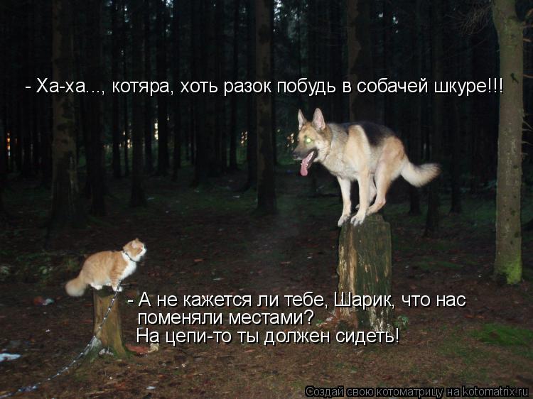 - А не кажется ли тебе, Шарик, что нас поменяли местами? На цепи-то ты должен сидеть! - Ха-ха..., ко... Котоматрица: - А не кажется ли тебе, Шарик, что нас поменяли местами? На цепи-то ты должен сидеть! - Ха-ха..., котяра, хоть разок побудь в собачей шкуре!!!