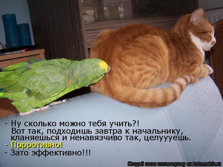 - Ну сколько можно тебя учить?! Вот так, подходишь завтра к начальнику, кланяешься и ненавязчиво так,... Котоматрица: - Ну сколько можно тебя учить?! Вот так, подходишь завтра к начальнику, кланяешься и ненавязчиво так, целуууешь. - Пррротивно! - Зато эффективн