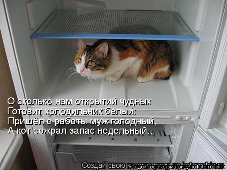 Котоматрица: О сколько нам открытий чудных Готовит холодильник белый: Пришёл с работы муж голодный, А кот сожрал запас недельный...